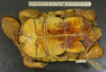 Media type: image; Herpetology R-30016